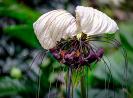 2024年秋冬トレンド植物とは｜珍奇植物(ビザールプランツ)ブームを振り返る