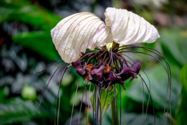 2024年秋冬トレンド植物とは｜珍奇植物(ビザールプランツ)ブームを振り返る