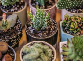 2024年夏トレンド植物とは｜ミニ観葉・卓上グリーン人気を振り返る