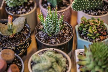 2024年夏トレンド植物とは｜ミニ観葉・卓上グリーン人気を振り返る