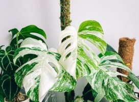 2025年秋冬トレンド植物とは｜一点物・希少株コレクション熱を振り返る