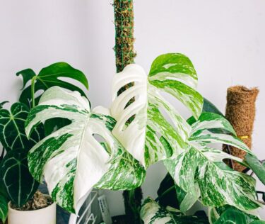 Close-up of a variegated Monstera plant with lush foliage in a bright indoor environment.