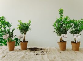 2025年春トレンド植物とは｜サステナブル志向とグリーンインテリアを振り返る