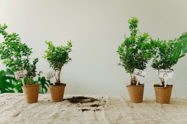 2025年春トレンド植物とは｜サステナブル志向とグリーンインテリアを振り返る