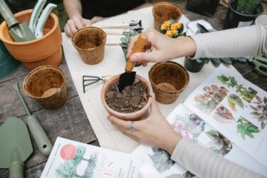 塊根植物とは？初心者におすすめの品種と育て方入門完全ガイド