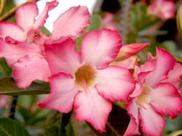 パキポディウムとアデニウムの違いとは？棘・塊根・花で徹底比較