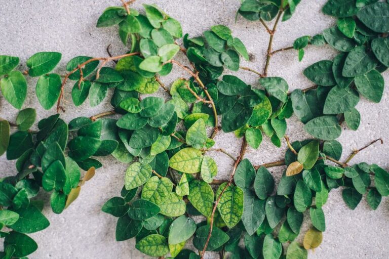 Top view of lush green and yellowish leaves of plant on gray rough surface in daylight in summer