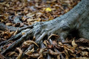 塊根植物の根腐れ対策完全ガイド｜初期サインから予防法まで徹底解説