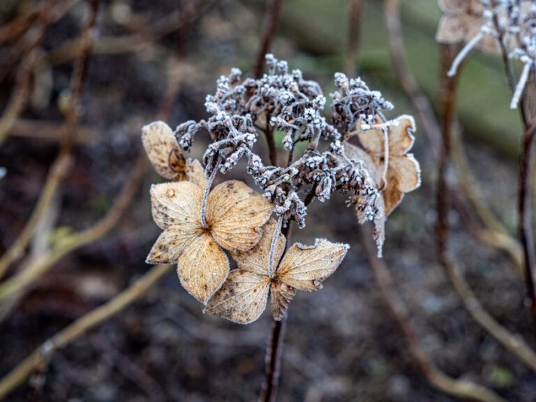 Close-up of frost-covered dried hydrangea flowers in a winter garden setting.