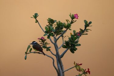 パキポディウム エブレネウムとは|白い肌の貴公子と出会う旅