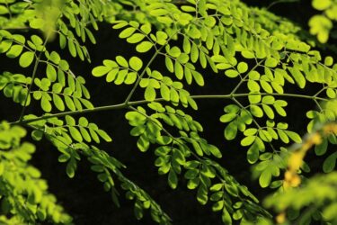 モリンガ塊根植物ドルアルディ|奇跡の木と呼ばれる理由と育て方