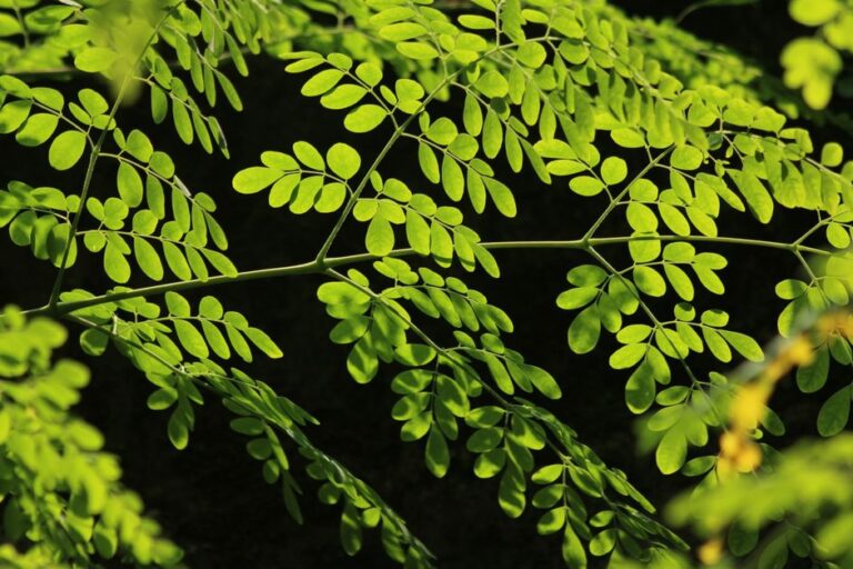 Detailed photo capturing the bright green leaves of a Moringa tree against a dark background.