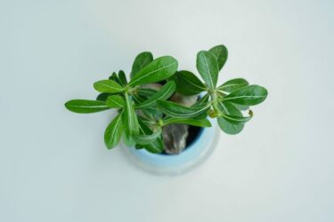 アデニウムの多頭作り完全ガイド｜株立ちで楽しむ塊根樹形デザイン