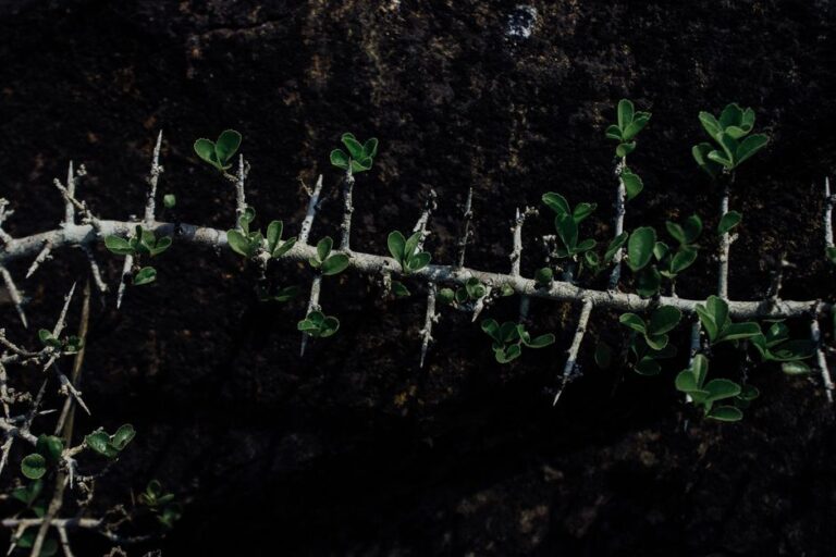 High angle of sharp sprigs on branch of plant with small leaves in garden
