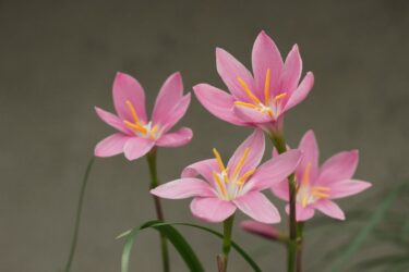 塊根植物の花を楽しむ完全ガイド｜開花の条件・品種別時期・待つ喜び