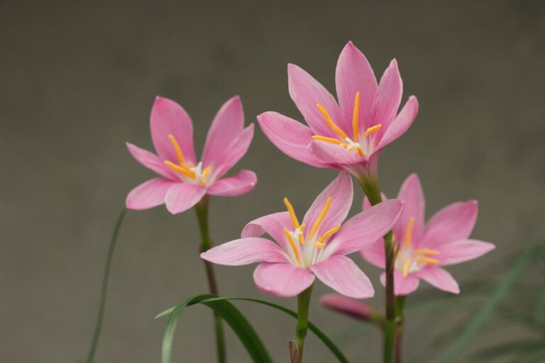 Vibrant pink rain lilies (Zephyranthes rosea) in full bloom, showcasing their delicate petals.