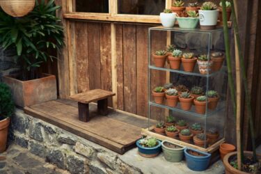 塊根植物のディスプレイ、寄せ植えと一鉢の主役で棚に景色をつくる