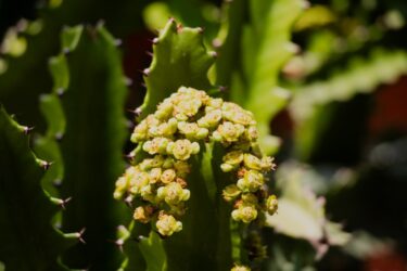 ユーフォルビア・オベサの育て方｜まん丸ボディに宿る幾何学美