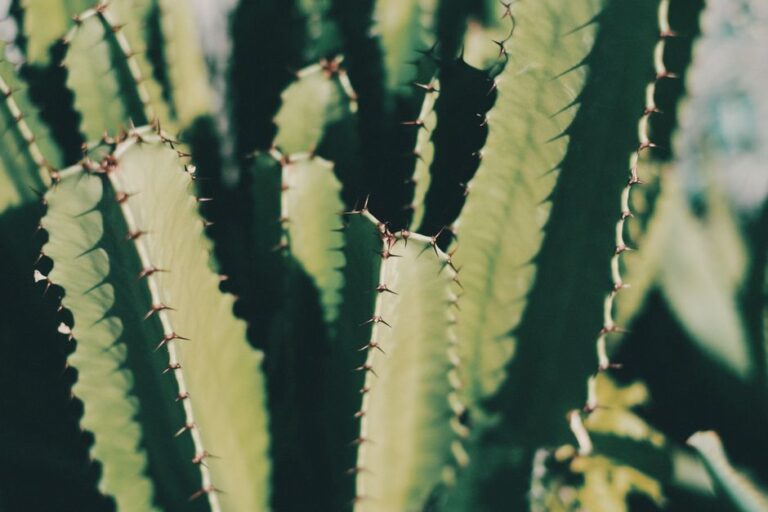 Detailed close-up of a spiky green cactus in natural light, ideal for nature and plant photography.