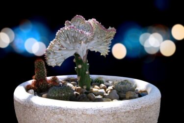 白樺キリンの育て方｜白亜の柱が林立する涼やかな多肉植物