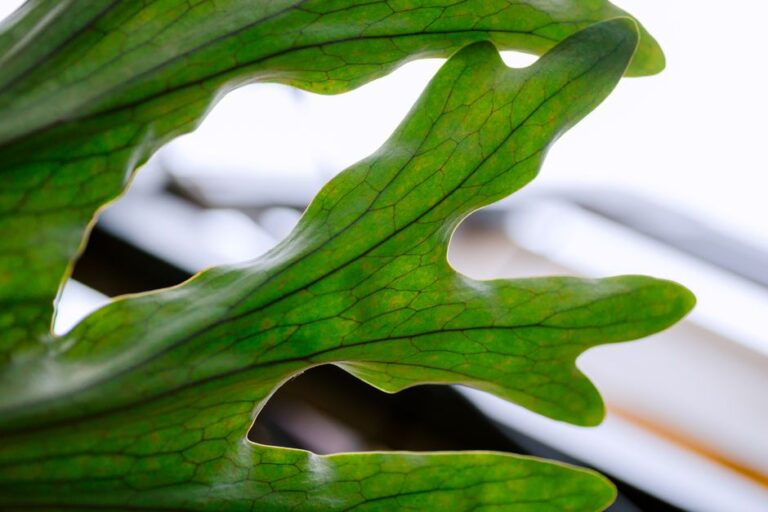 Detailed macro shot of a green leaf with unique patterns and textures.
