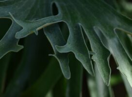 ビカクシダの肥料と活力剤ガイド|貯水葉に挟む施肥法