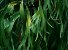ビカクシダとエアプランツの違いとは?着生植物の奥深き世界へようこそ