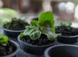 ビカクシダ・ワンダエとは｜幻の大型着生植物が魅せる迫力の貯水葉