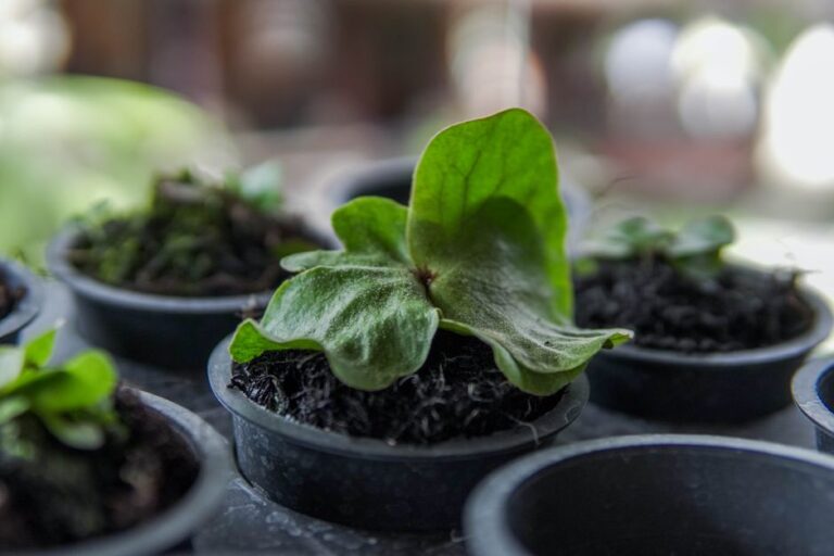 Vibrant young Platycerium plants growing in pots with blurred background, displaying fresh green leaves.