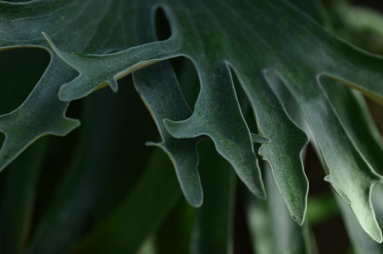 Detailed close-up image of a staghorn fern leaf showcasing its intricate patterns and textures.