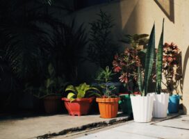 おしゃれな植木鉢の選び方入門｜素材・色・サイズで理想の一鉢を