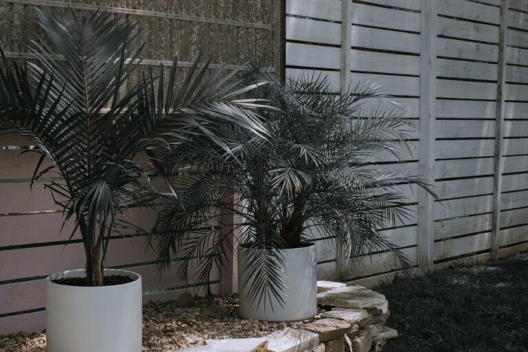 Tranquil backyard setting with potted palm plants and wooden fence for a natural vibe.