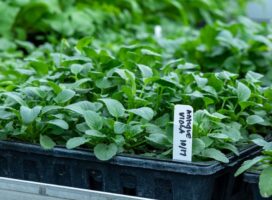 スリット鉢とは？根腐れを防ぎ植物を健やかに育てる鉢選びの秘密