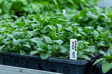 スリット鉢とは？根腐れを防ぎ植物を健やかに育てる鉢選びの秘密