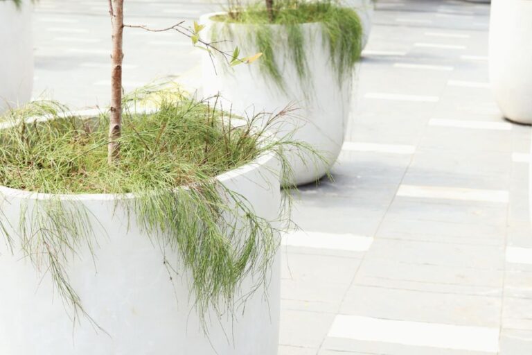 Close-up of lush green plant in sleek, modern concrete pot outdoors.