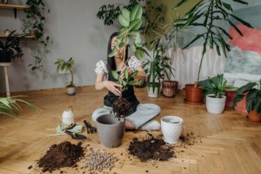プラ鉢からおしゃれな鉢への植え替え完全ガイド、部屋の景色が変わる瞬間