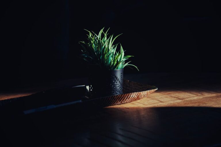 A minimalist scene of a potted plant on a wooden table with dramatic lighting.