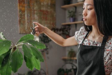 霧吹きの効果と葉水の作法、観葉植物と迎える穏やかな朝