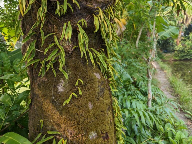 Detailed view of tropical greenery and ferns on a moss-covered tree trunk in a lush outdoor setting.