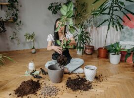 鉢増しのタイミングとは？根が鉢底から飛び出したら植え替えのサイン