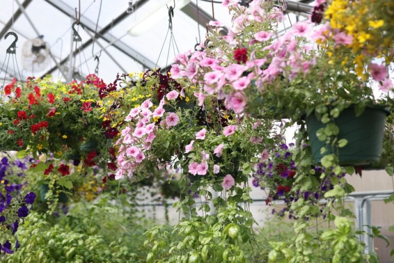 Colorful hanging baskets of flowers in a bright greenhouse nursery setting, showcasing lush blooms.