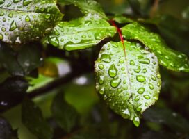 梅雨時期の塊根植物・多肉植物管理、地域ごとの降水量と過湿対策の違い