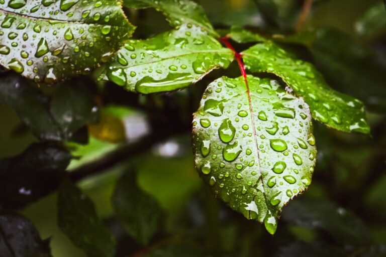 梅雨時期の塊根植物・多肉植物管理、地域ごとの降水量と過湿対策の違い
