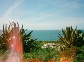 山陰山陽・中国地方で異なる塊根植物と観葉植物の育て方と気候差ガイド