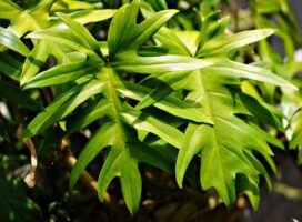 四国で塊根植物・観葉植物を育てる瀬戸内と太平洋側の気候差ガイド