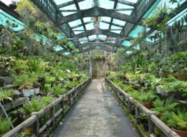 真夏の高温多湿対策、内陸と沿岸都市部で変わる塊根植物の育て方