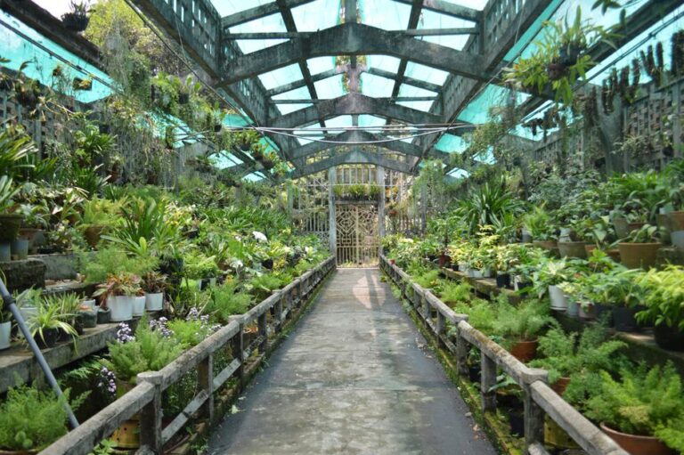 真夏の高温多湿対策、内陸と沿岸都市部で変わる塊根植物の育て方