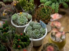 多肉植物・サボテン即売会とは？秋の紅葉株を楽しむイベント案内