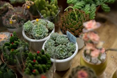 多肉植物・サボテン即売会とは？秋の紅葉株を楽しむイベント案内