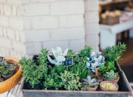春の多肉植物・サボテン大型即売会ガイド｜掘り出し物の見つけ方と選び方